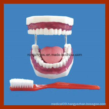 Standard Training Tooth Brushing Dental Care Model